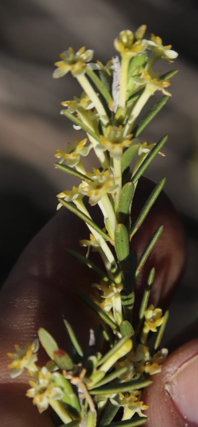 Struthiola leptantha, photographed by Tony Rebelo