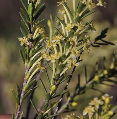 Struthiola leptantha, photographed by Tony Rebelo