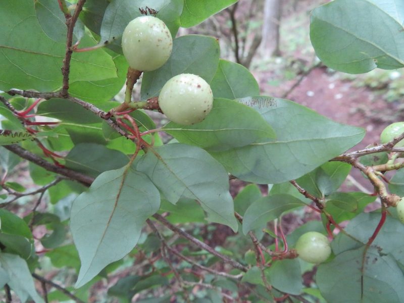 Lindera praecox, photographed by Marco Mussita