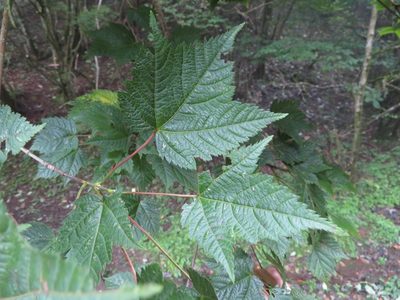 Acer argutum, photographed by Marco Mussita