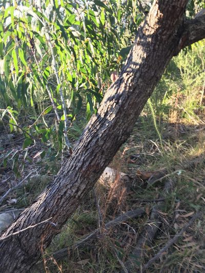 Eucalyptus sieberi, photographed by Thomas Mesaglio