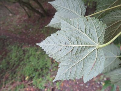 Acer argutum, photographed by Marco Mussita