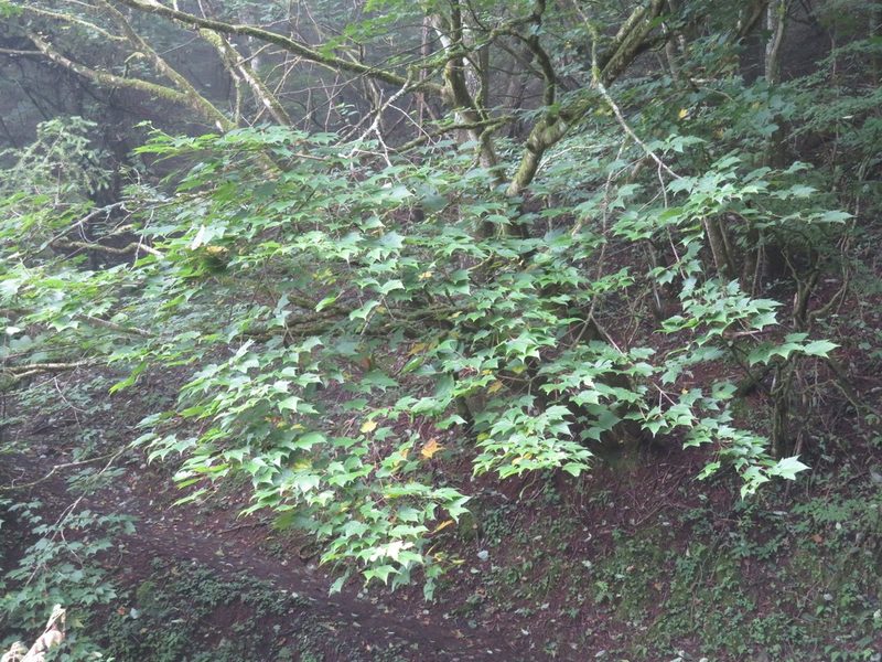 Acer argutum, photographed by Marco Mussita