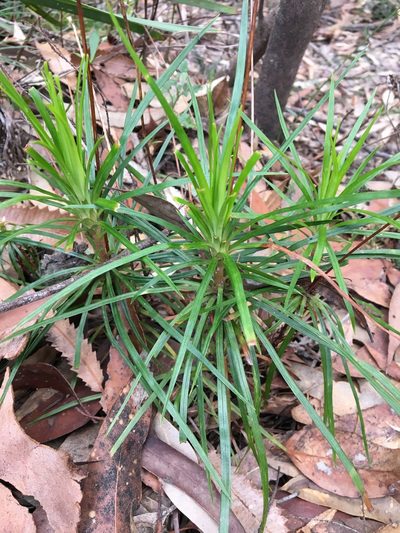 Stylidium productum, photographed by Thomas Mesaglio