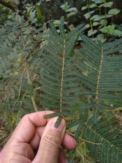 Acacia oshanesii, photographed by Tony van Kampen
