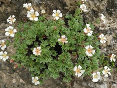 Potentilla clusiana, photographed by Philipp Pavelka