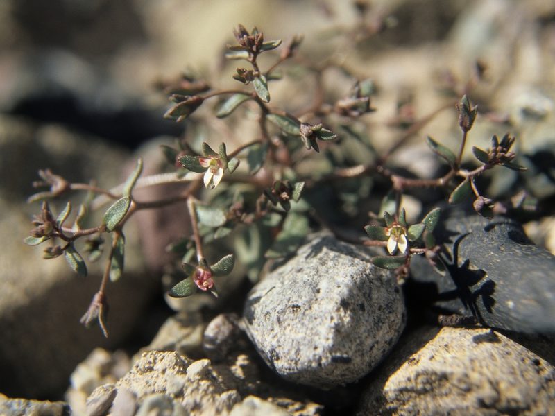 Nemacladus rigidus, photographed by Jim Morefield