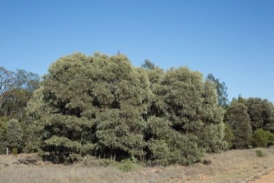 Acacia harpophylla, photographed by dhfischer