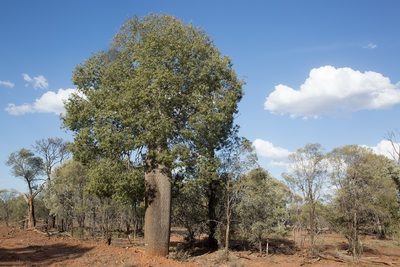 Brachychiton rupestris, photographed by dhfischer
