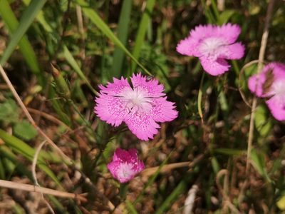 Dianthus seguieri, photographed by Mattia Menchetti