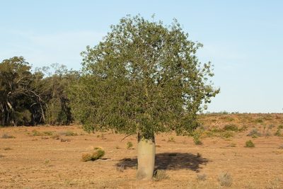Brachychiton rupestris, photographed by dhfischer