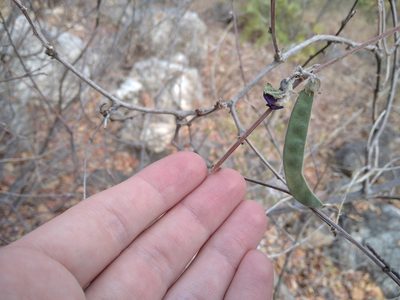 Decorsea schlechteri, photographed by Jonathan Whitaker