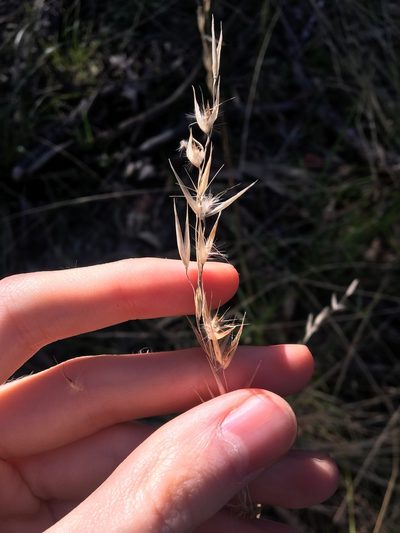 Rytidosperma tenuius, photographed by Thomas Mesaglio