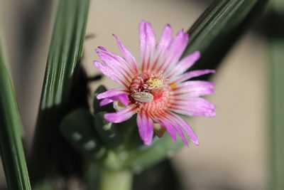 Amphibolia laevis, photographed by Cecile Roux