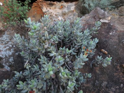 Crassula brevifolia, photographed by James Deacon