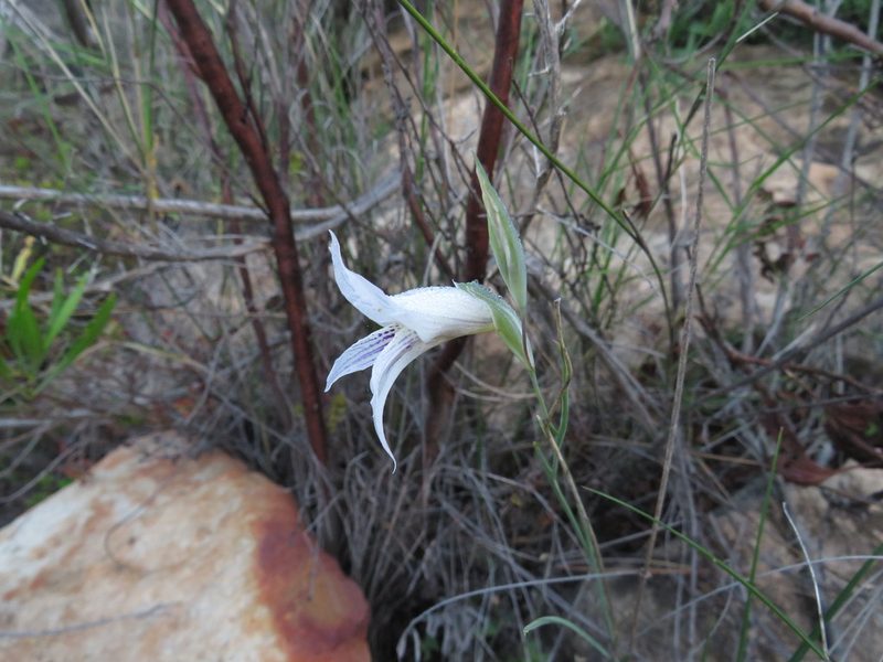 Gladiolus violaceolineatus, photographed by James Deacon