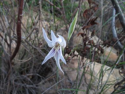 Gladiolus violaceolineatus, photographed by James Deacon