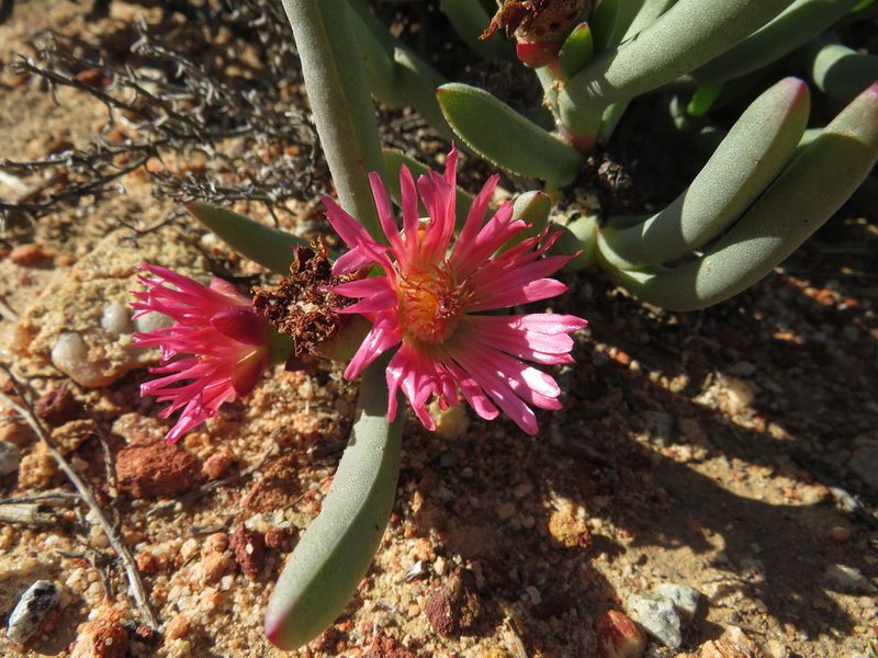 Ruschia dichroa, photographed by James Deacon