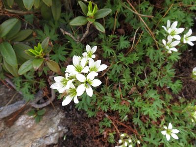 Saxifraga geranioides, photographed by Guillaume Delaitre
