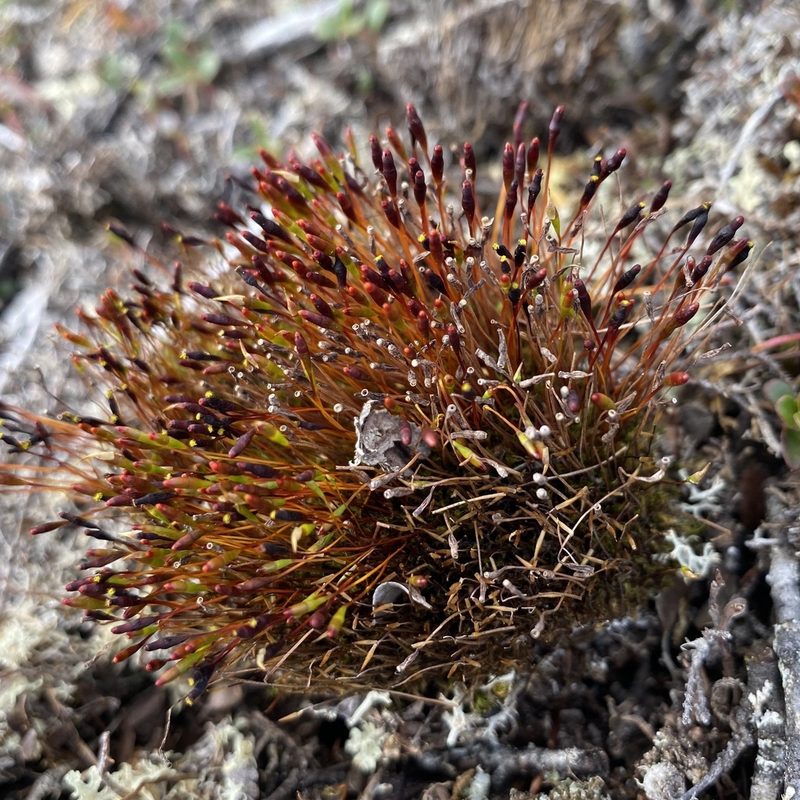 Tetraplodon mnioides, photographed by Dag Endresen