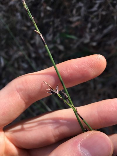 Schoenus melanostachys, photographed by Thomas Mesaglio