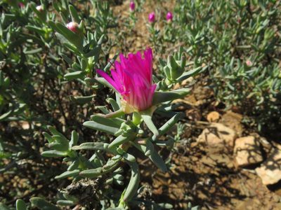Lampranthus haworthii, photographed by James Deacon