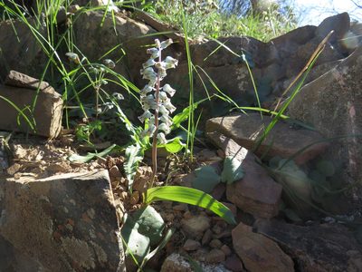Lachenalia bolusii, photographed by James Deacon