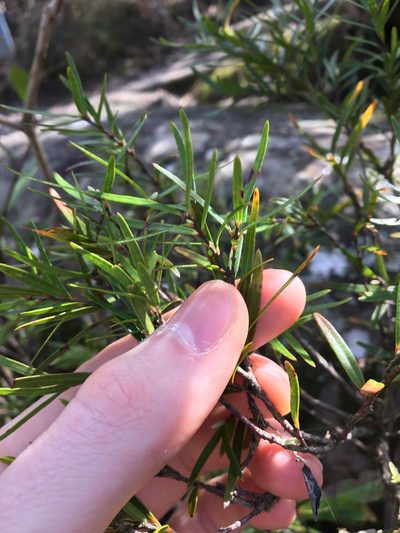 Austromyrtus tenuifolia, photographed by Thomas Mesaglio
