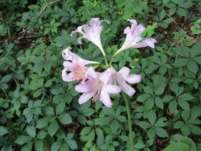 Lycoris squamigera, photographed by Kaden Slone