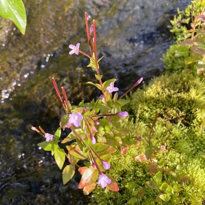 Epilobium hornemannii, photographed by Dag Endresen