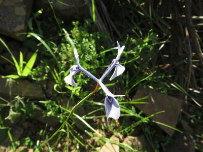 Moraea amabilis, photographed by James Deacon
