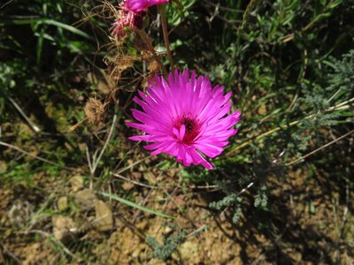 Drosanthemum longipes, photographed by James Deacon