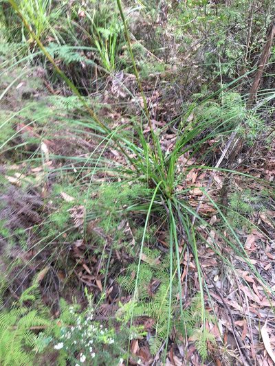 Gahnia erythrocarpa, photographed by Thomas Mesaglio