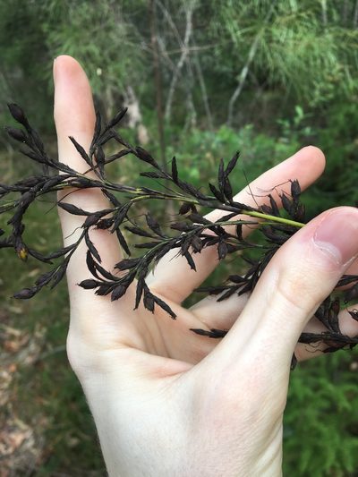 Gahnia erythrocarpa, photographed by Thomas Mesaglio