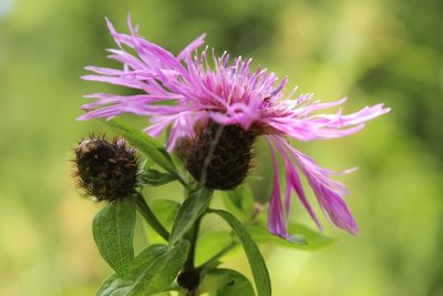 Centaurea phrygia, photographed by nina_nesterova