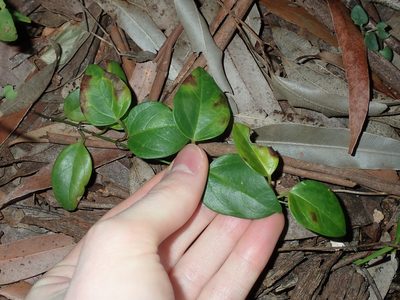 Vincetoxicum barbatum, photographed by Thomas Mesaglio
