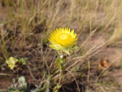 Helichrysum aureum, photographed by Mahomed Desai