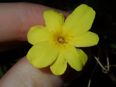Jasminum mesnyi, photographed by Thomas Mesaglio