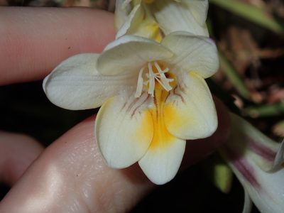 Freesia leichtlinii, photographed by Thomas Mesaglio