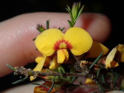 Dillwynia retorta, photographed by Thomas Mesaglio