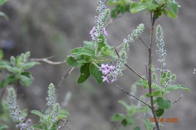 Aloysia macrostachya, photographed by José Gerardo Velasco