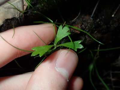 Xanthosia tridentata, photographed by Thomas Mesaglio