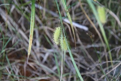 Carex hystericina, photographed by er-birds
