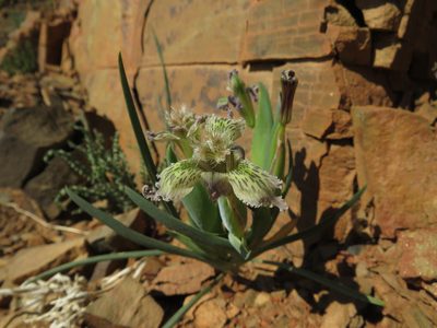 Ferraria ferrariola, photographed by James Deacon