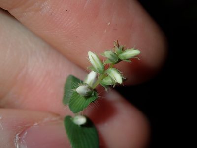 Leucopogon amplexicaulis, photographed by Thomas Mesaglio