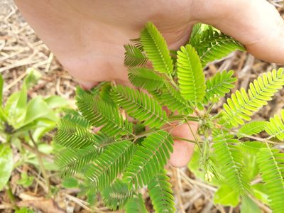 Desmanthus virgatus, photographed by Ben