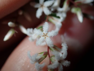 Leucopogon amplexicaulis, photographed by Thomas Mesaglio