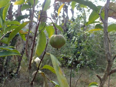 Sclerocroton integerrimus, photographed by Mahomed Desai