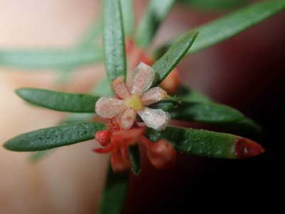 Micrantheum ericoides, photographed by Thomas Mesaglio