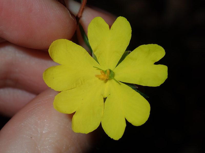 Hibbertia cistiflora, photographed by Thomas Mesaglio
